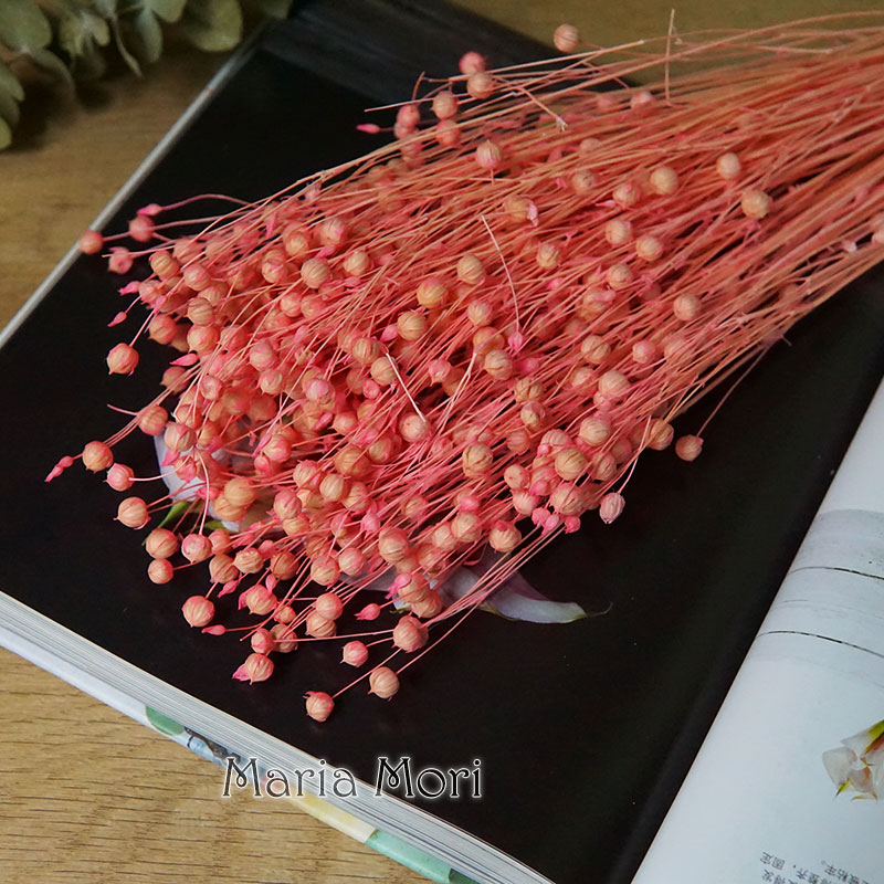 35g/Preserved Ormosia Hosiei N – Dried Flower Bulk Bewertung und Preis
