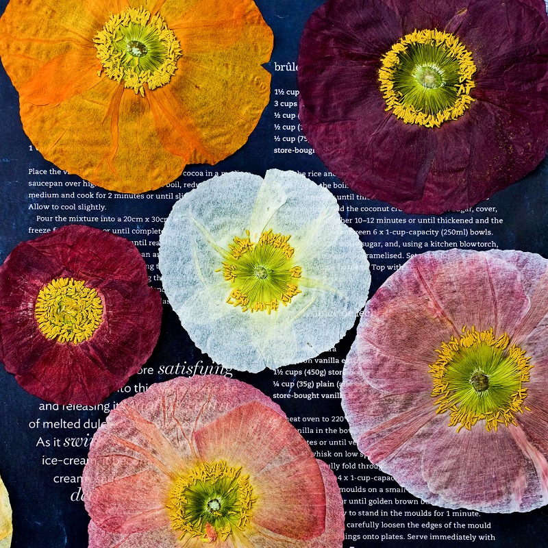 1pcs,Nature Field Poppy Presse – Resin Craft Ideas Bewertung und Preis