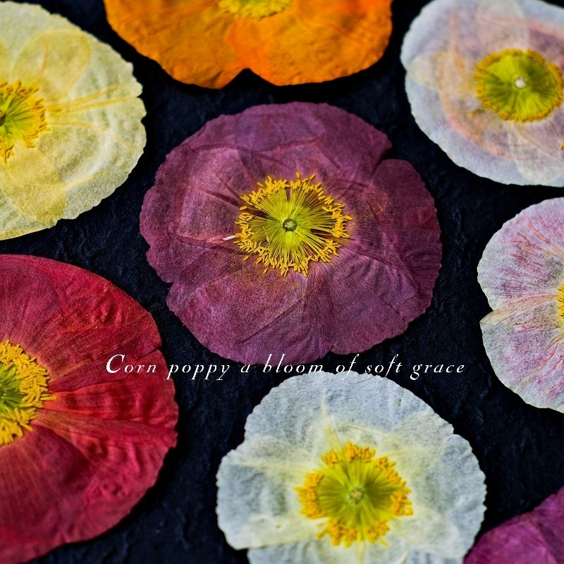1pcs,Nature Field Poppy Presse – Resin Craft Ideas Bewertung und Preis