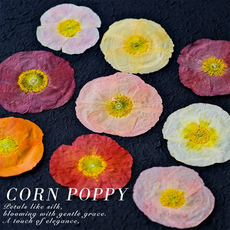 1pcs,Nature Field Poppy Presse – Resin Craft Ideas Bewertung und Preis
