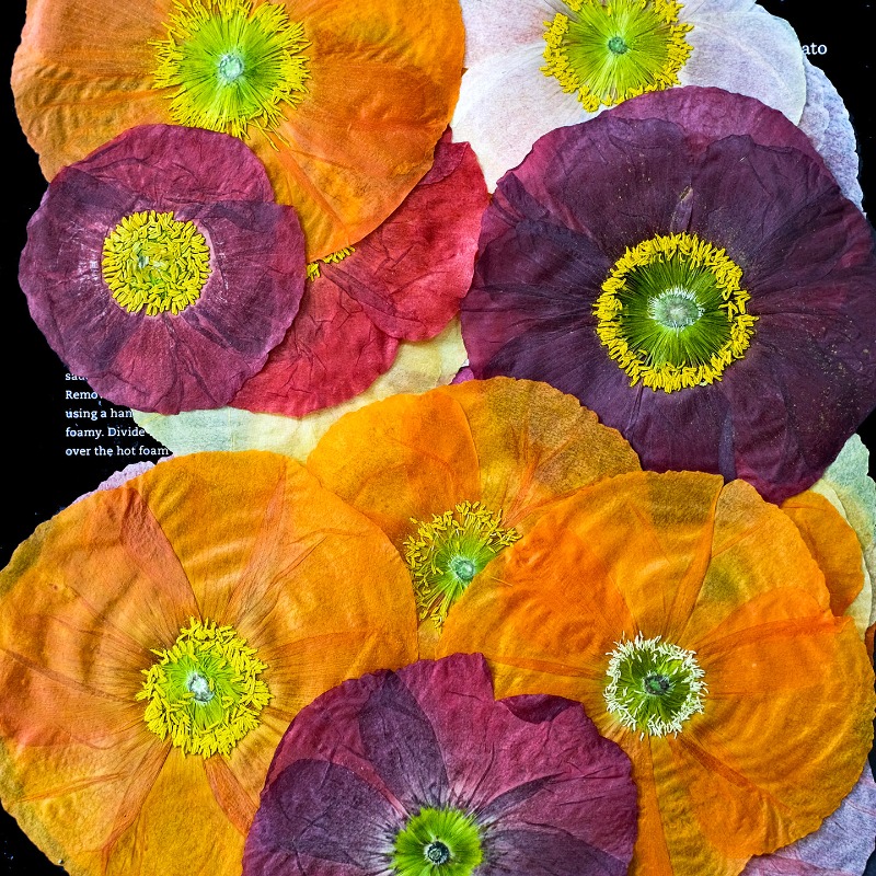 1pcs,Nature Field Poppy Presse – Resin Craft Ideas Bewertung und Preis
