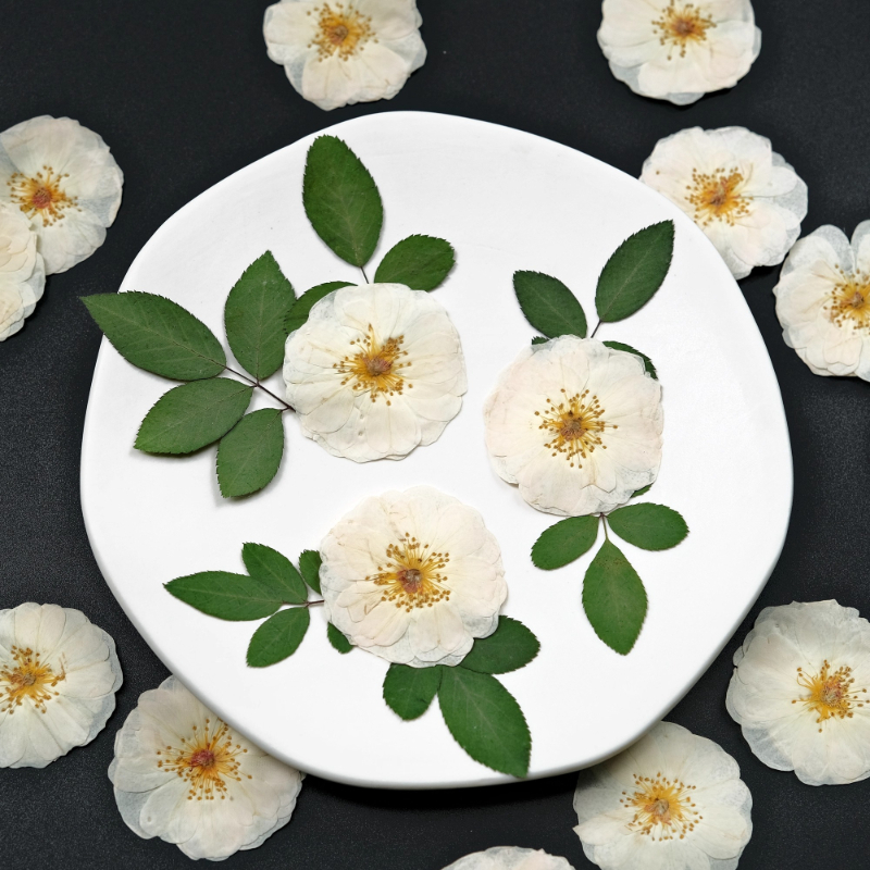 6pcs,9pcs,Nature White Rose Pr – Resin Craft Ideas Bewertung und Preis