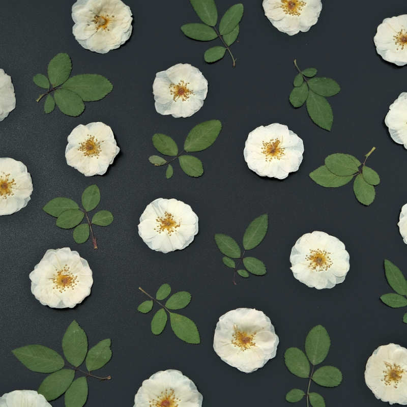 6pcs,9pcs,Nature White Rose Pr – Resin Craft Ideas Bewertung und Preis