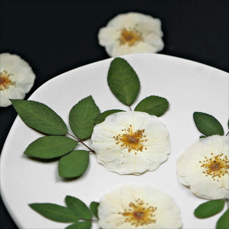 6pcs,9pcs,Nature White Rose Pr – Resin Craft Ideas Bewertung und Preis