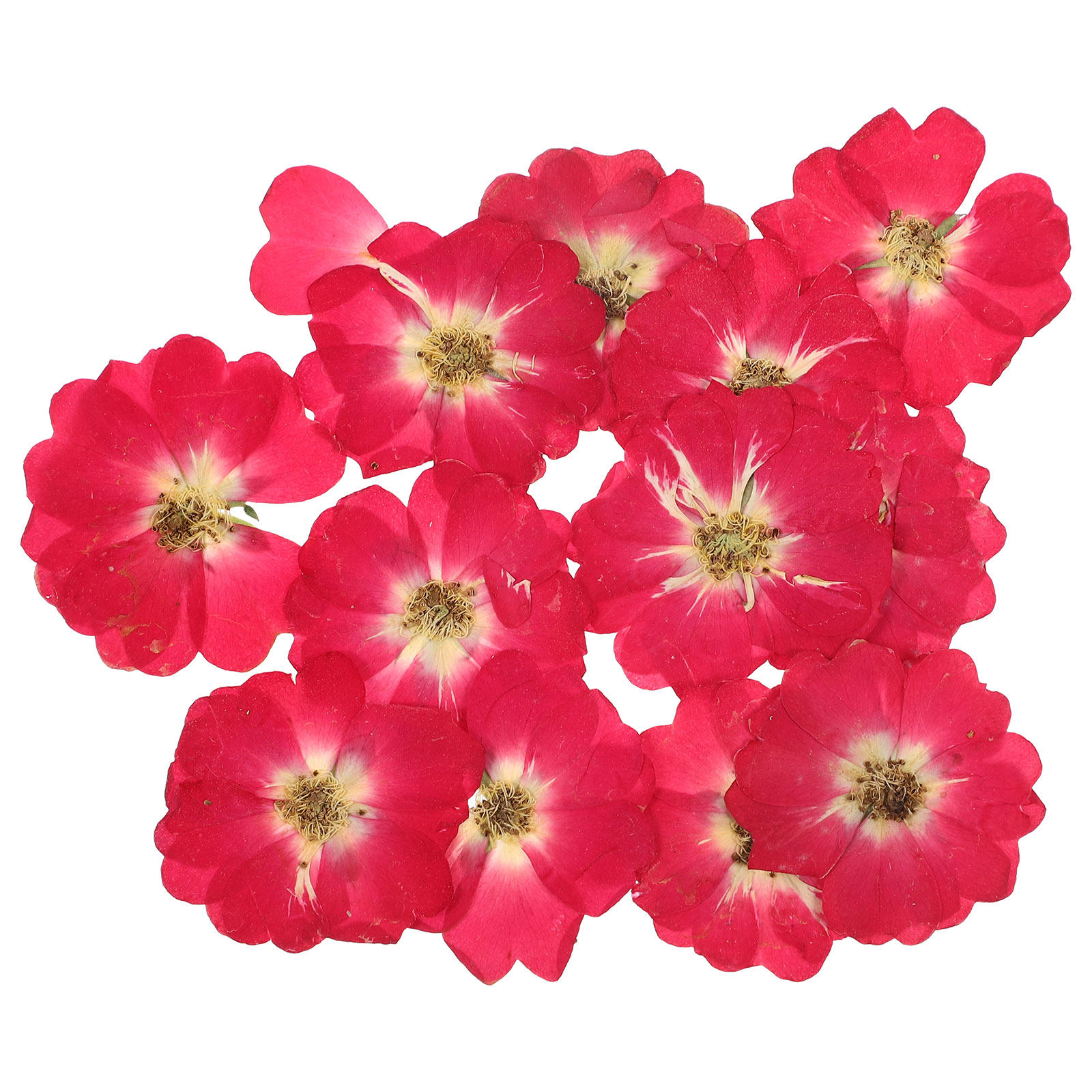 12Pcs Natural Dried Rose Press – Resin Jewelry Kit Bewertung und Preis