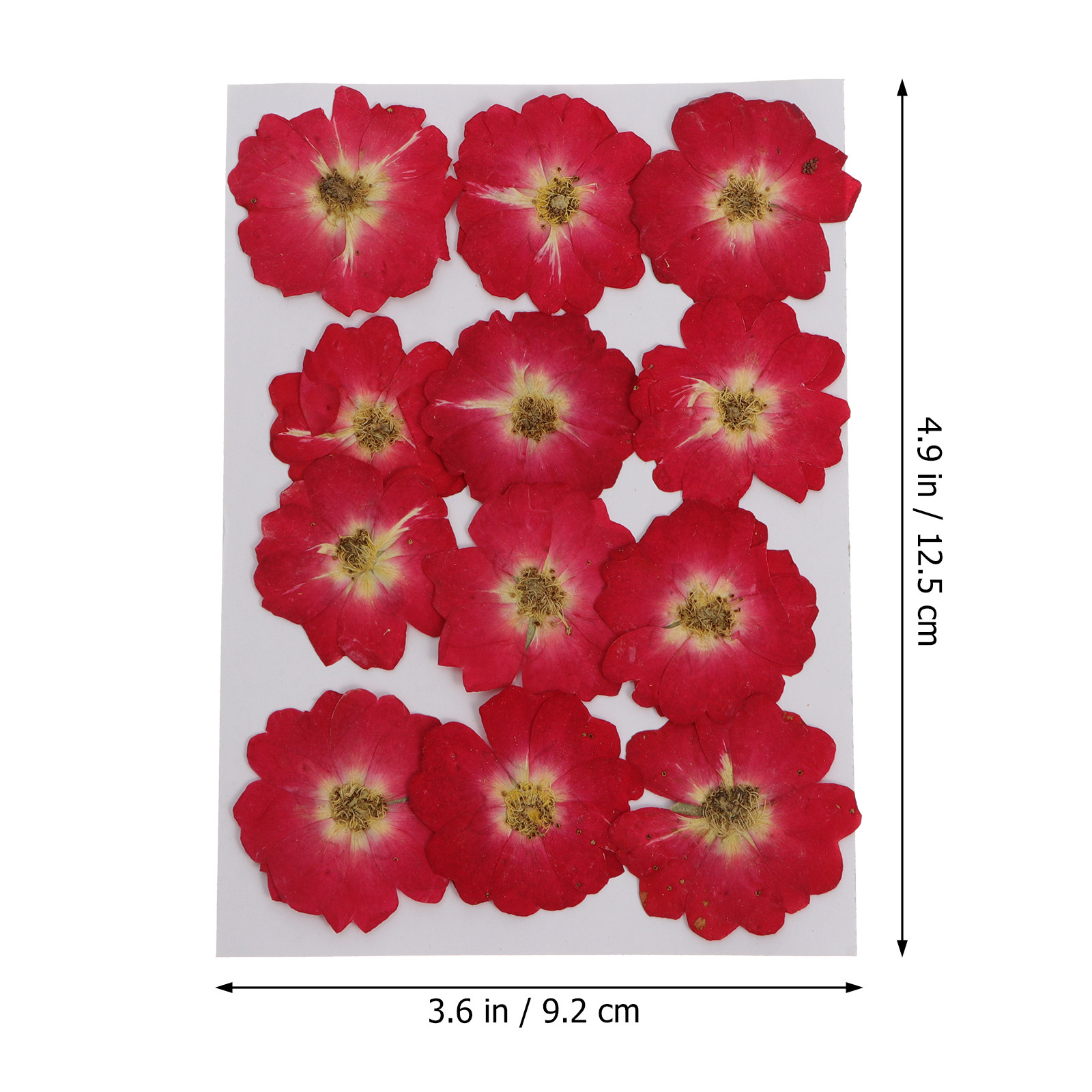 12Pcs Natural Dried Rose Press – Resin Jewelry Kit Bewertung und Preis