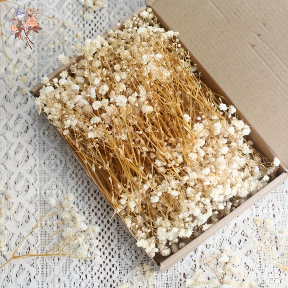 100pcs Mini Dried Baby's Breat – Resin Craft Ideas Bewertung und Preis